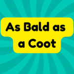 As Bald as a Coot