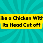 Like a Chicken With Its Head Cut off 4 Like a Chicken With Its Head Cut off