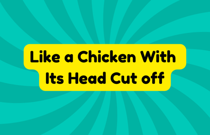 Like a Chicken With Its Head Cut off