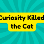 Curiosity Killed the Cat 2 Curiosity Killed the Cat