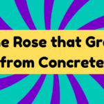 The Rose That Grew From Concrete