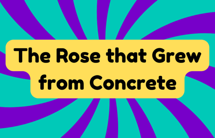 The Rose That Grew From Concrete