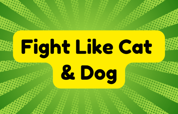 Fight Like Cat and Dog