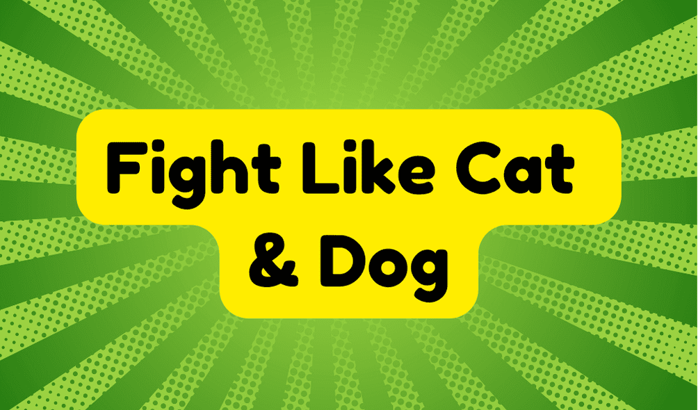 Fight Like Cat and Dog