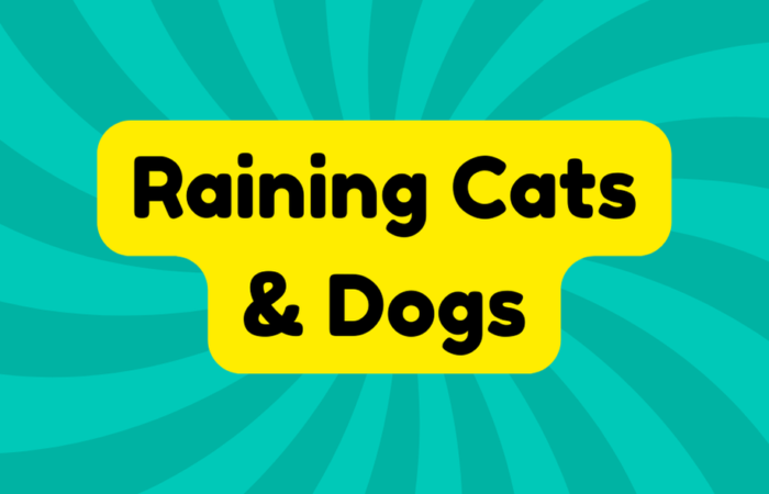 Raining Cats and Dogs